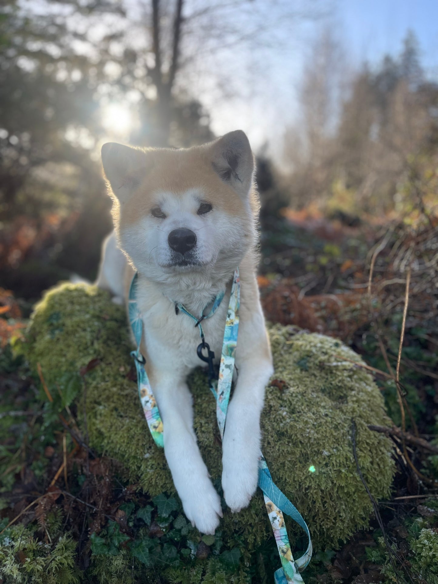 Red Akita Koi Dreams