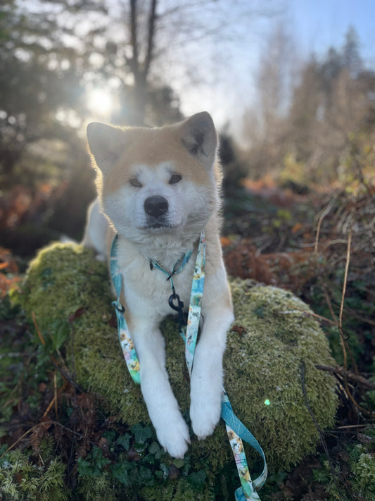 Red Akita Koi Dreams