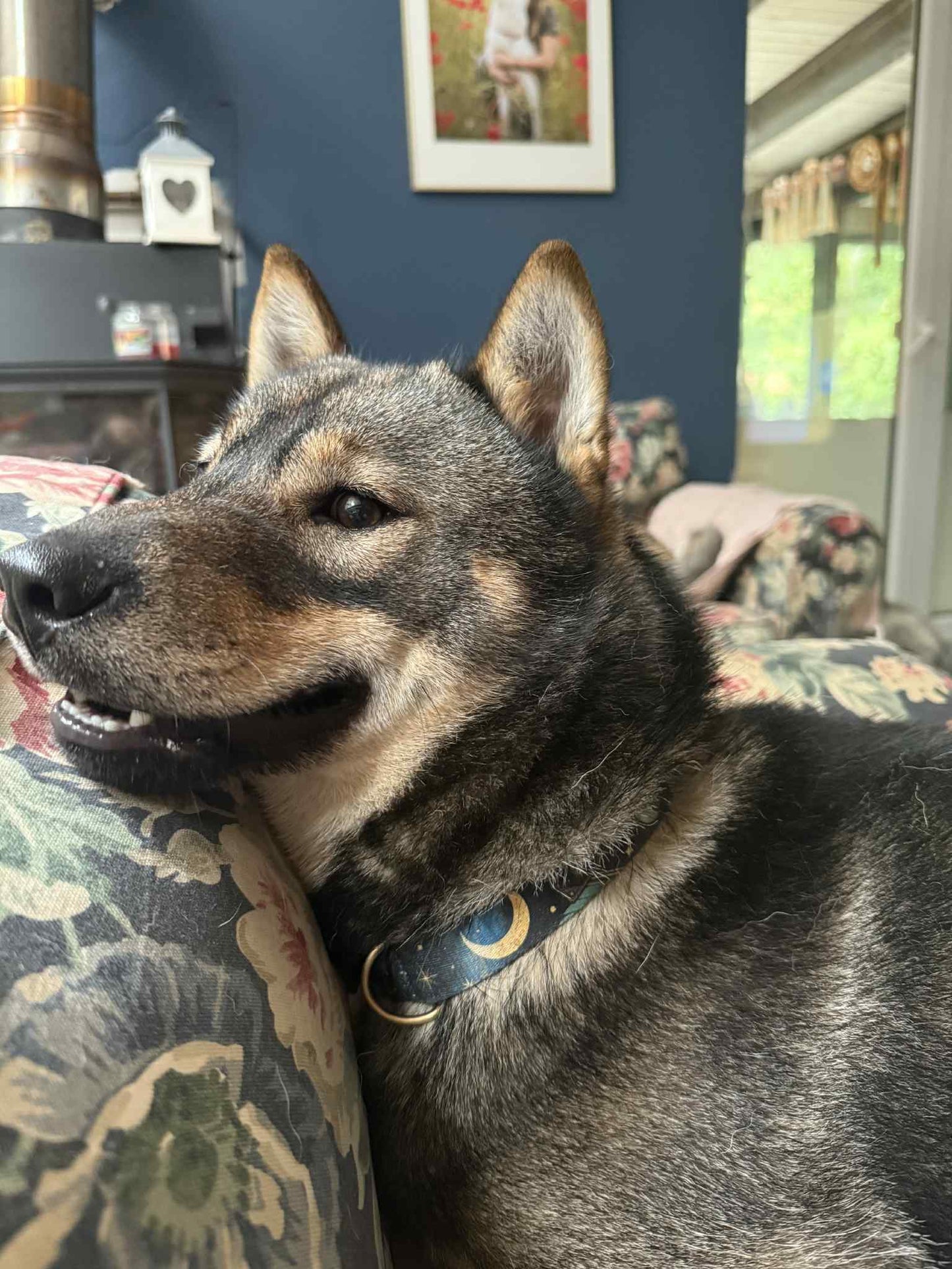 Tarot collar 2.5cm wide