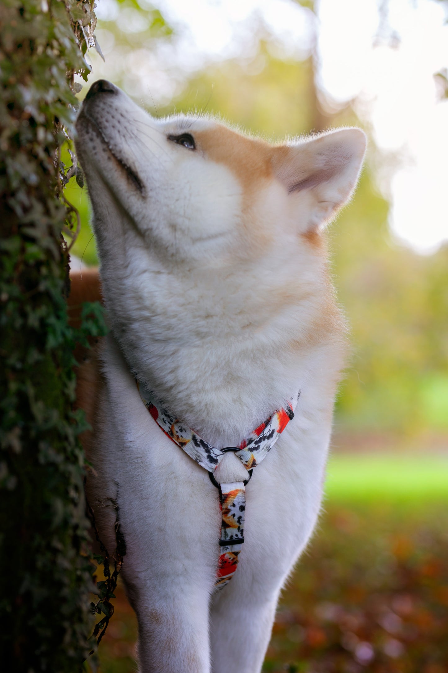 Red Akita Adjustable Lead