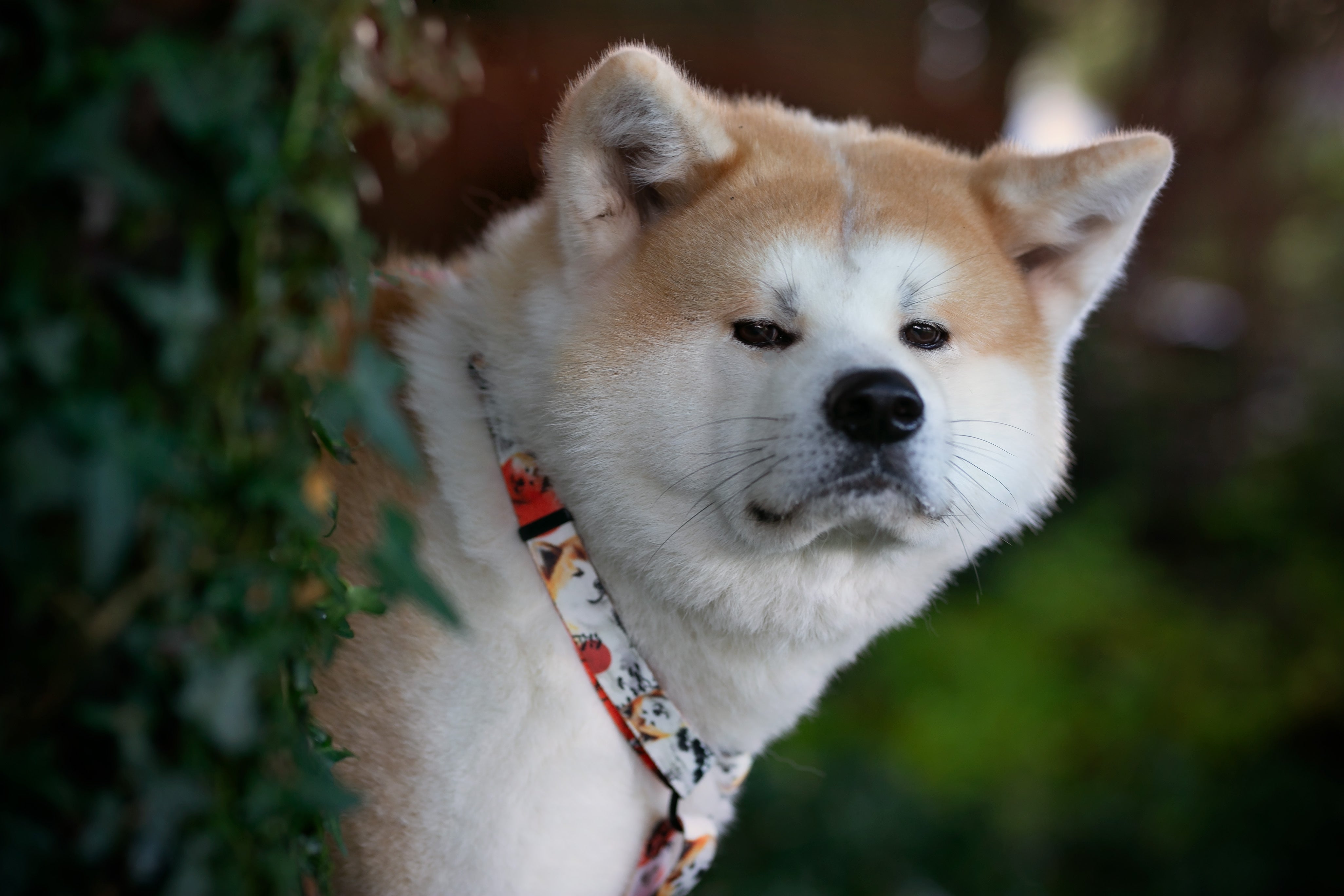 Harness Guard Akita Inu Shiba Inu – ToraNiwa