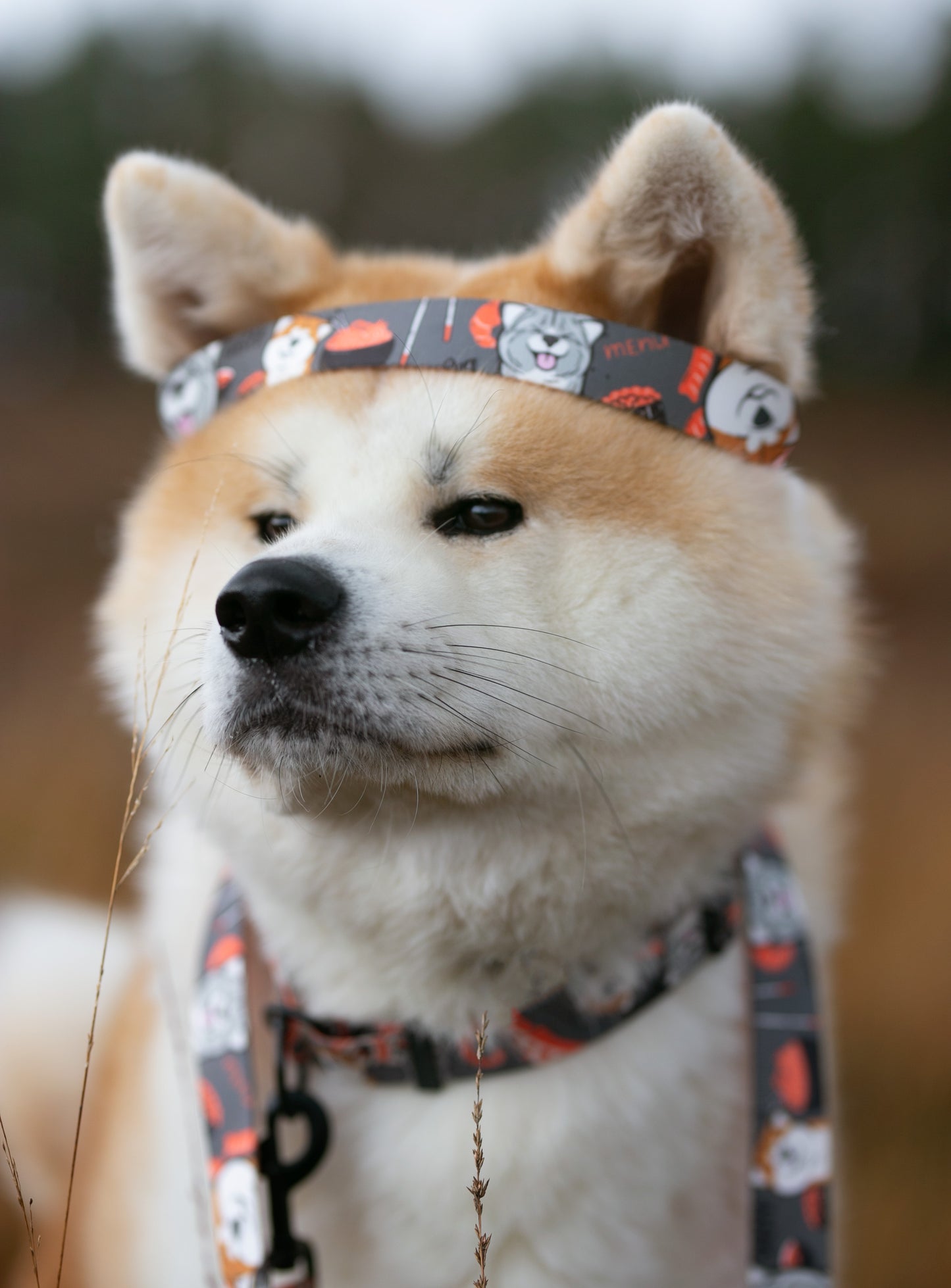 Sushi Akita Collar