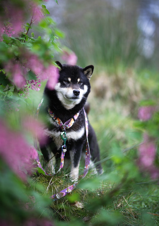 Origami Inu Regular Lead