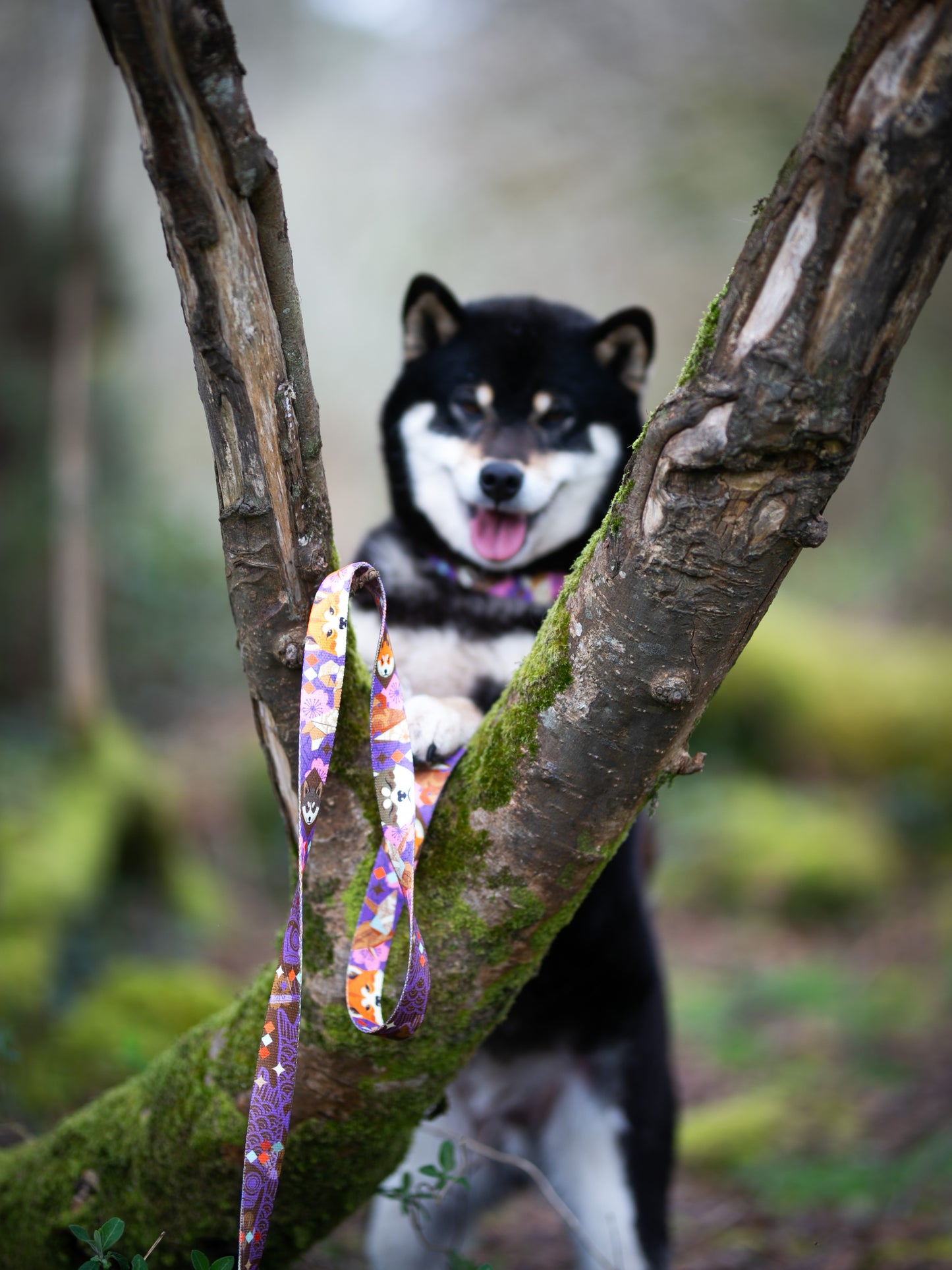Origami Inu Regular Lead
