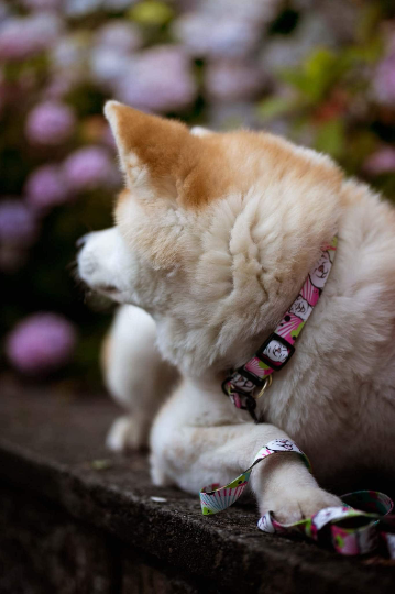 PikaChou White Akita Collar 2cm width