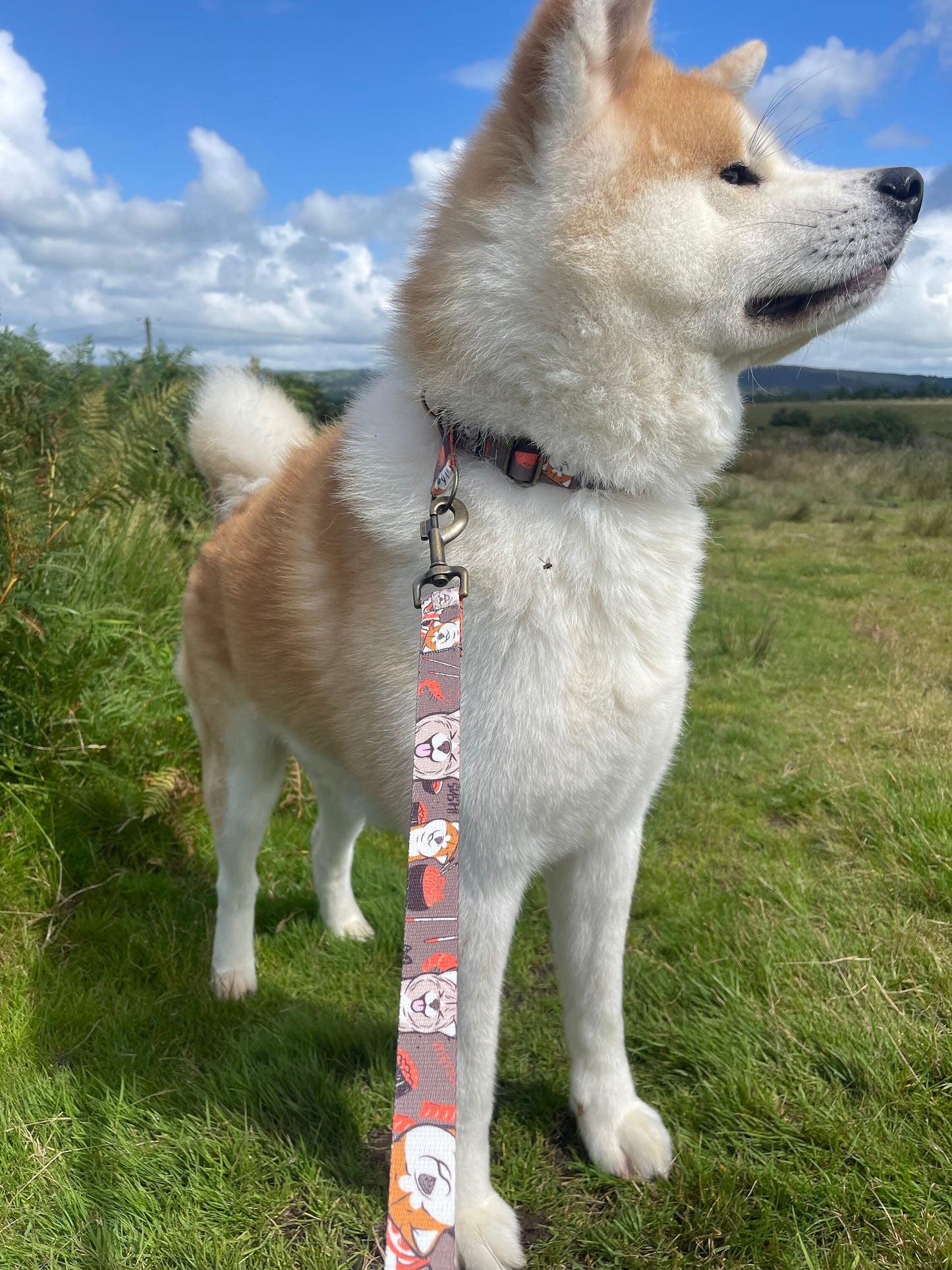 Sushi Akita Regular Lead